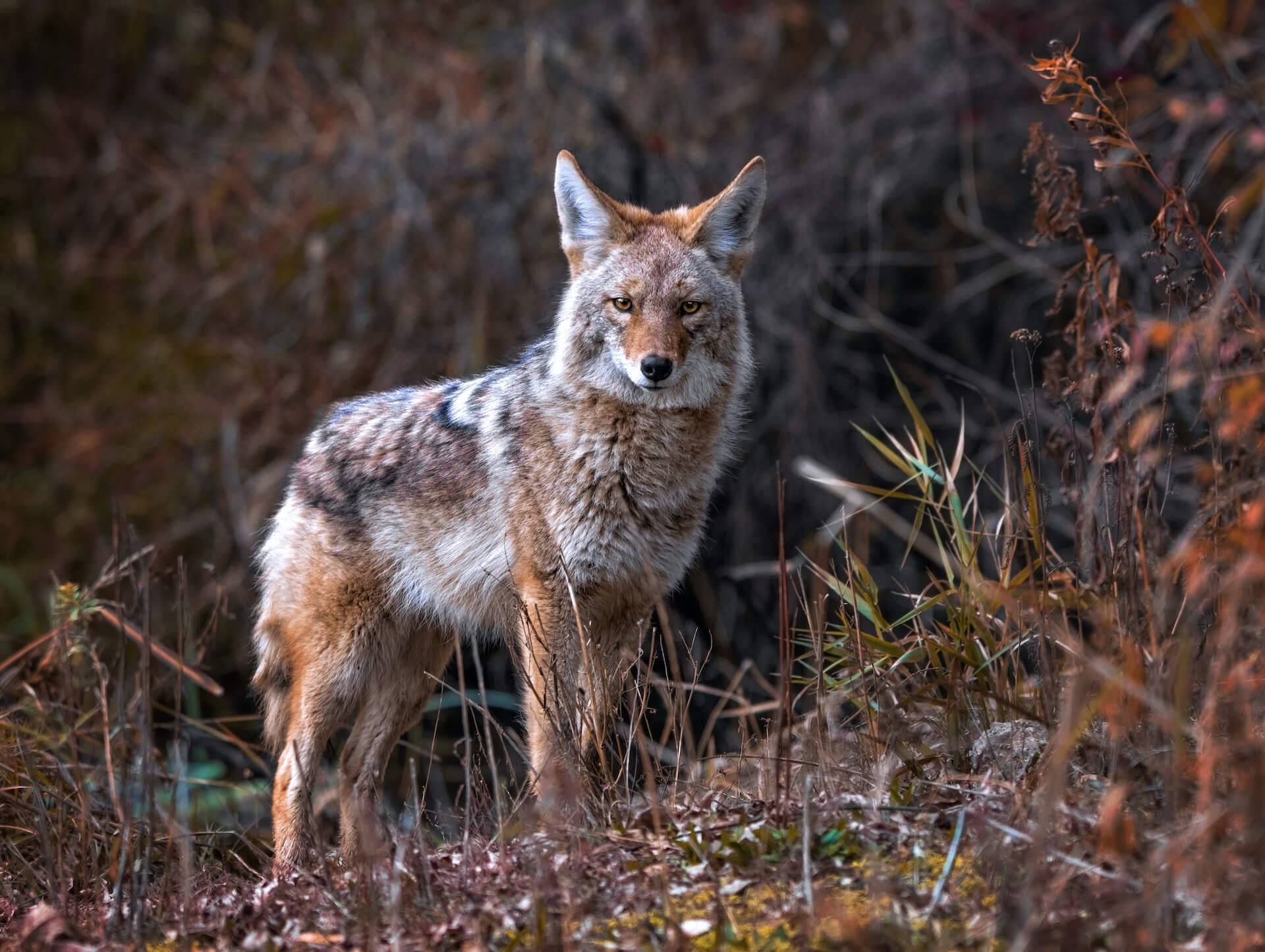 Wildnismentoring in Duisburg, Jahresbegleitung, Die Verbindung mit dir und der Natur