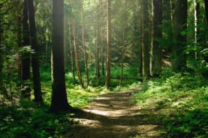 Wildnistag in Duisburg, entdecke und erfahre die Natur in der Stadt