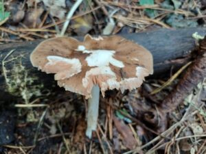 Pilz
