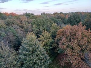 Herbstwald
