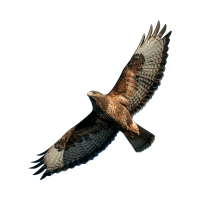 Bussard Flug